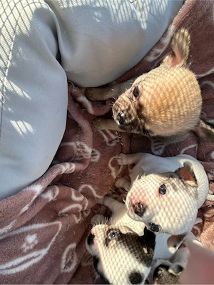 Drei kleine Jungs suchen Zuhause für immer 