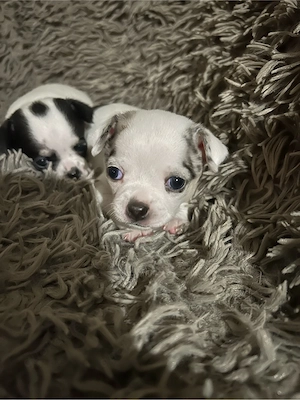 Kleiner Merle Mann sucht noch  Zuhause für immer 