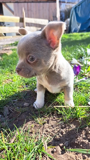 Chihuahua Welpen