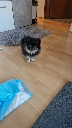 Süsser Pomerian Zwergspitz