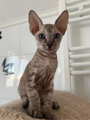 sphynx kitten
