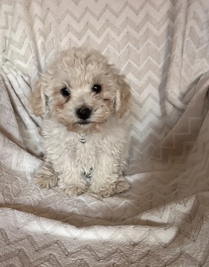 Zuckersüße Maltipoo-Welpen suchen ein liebevolles Zuhause 