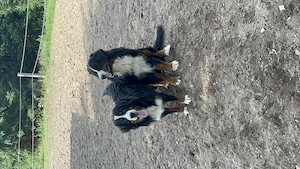 Berner Sennen Hund Wurfankündigung Bild 4