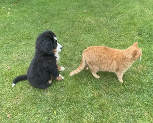 Berner Sennen Hund Wurfankündigung Bild 6