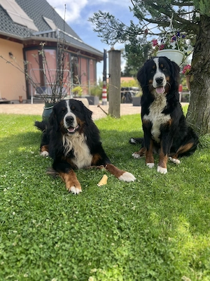 Berner Sennen Hund Wurfankündigung Bild 3
