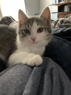 Entzückendes Kätzchen zur Adoption und Umsiederung verfügbar