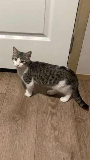 Entzückendes Kätzchen zur Adoption und Umsiederung verfügbar