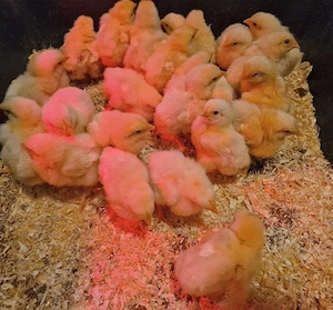 Küken, Masthähnchen,Broiler 