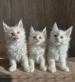 Maine-Coon-Kätzchen suchen ein Zuhause für immer