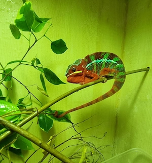 Chamäleon Pantherchamaeleon 