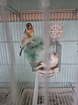 Kanarienvögel major Steglitz 