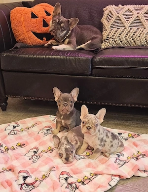 Französische Bulldoggen-Welpen