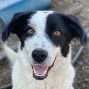 Alva, geb. ca. 05 2023, lebt in GRIECHENLAND, auf einer privaten Pflegestelle 