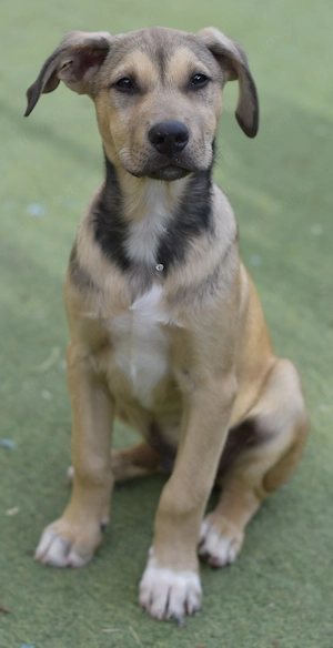 Kiwi und seine Geschwister suchen ihr Zuhause