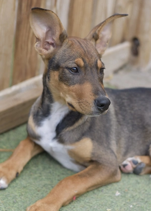 Mango und seine Geschwister suchen ihr Zuhause