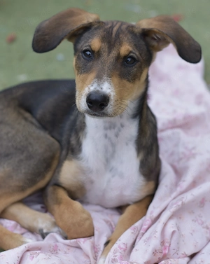 Berry und ihre Geschwister suchen ihr Zuhause