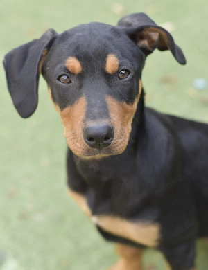 Cherry und ihre Geschwister suchen ihr Zuhause