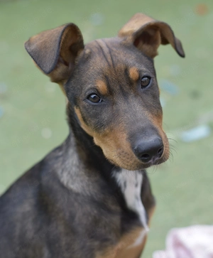 Peach und ihre Geschwister suchen ihr Zuhause