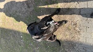 Verkaufen unsere Hündin Muffin schwerenherzens dringen am besten noch heute