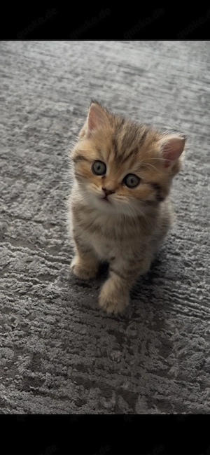 Reinrassige BKH kitten 