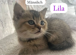 Zuckersüße BKH Kitten Mit viel Liebe aufgezogen (Abgabe ab 20.05.)