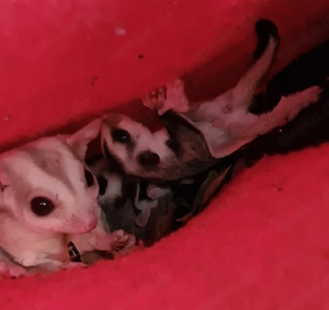 Sugar Glider männchen und weibchen