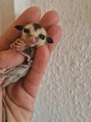 Sugar Glider männchen und weibchen