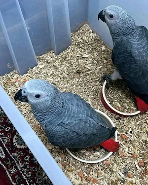 Graupapageien zu verkaufen