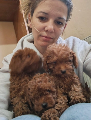 Pudelwelpen zu verkaufen