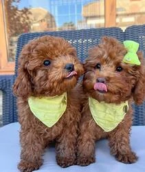 Pudelwelpen zu verkaufen