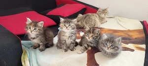 Kleine süße Sibirische Katzen suchen ein liebes volles Zuhause