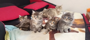 Süße kleine reinrassige sibirische Waldkatzen Babys suchen ab sofort ein liebes volles Zuhause