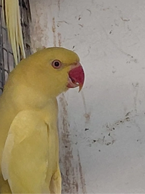 Halsbandsittiche lutino