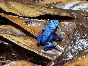 Dendrobates tinctorius Azureus Blauer Baumsteiger