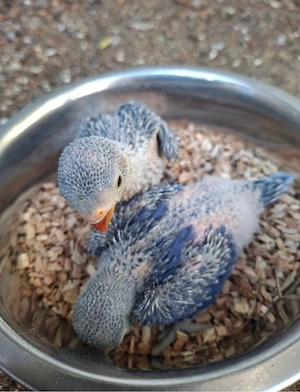 Halsbandsittich violet