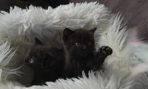 BKH Kitten mit EU Pass Anfang Mai abzugeben !!