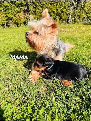 Süße Yorkshire Terrier Welpen 3 Rüden liebevolle aufgezogen ab Mai abzugeben