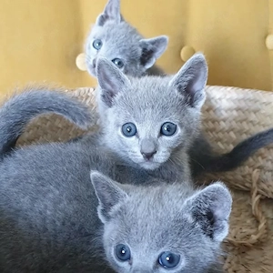 Edelkatzen Russisch Blau abzugeben
