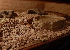 Kornnatter Zuchtpärchen 