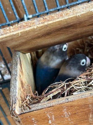 Unzertrennliche (Agaporniden)   2 Pärchen, legen aktuell Eier   
