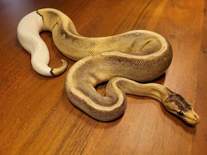 1.0 (Male) Königspython Champagne Pibald poss. het. Calico-GHI-BH 