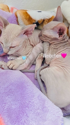 Sphynx   Nacktkatzen Kitten Weiß Cream abzugeben 850  Stück 