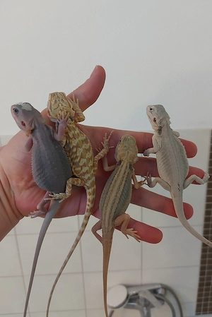 Bartagamen für 12.04. Börse Berlin 