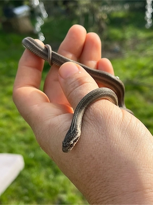 Steppennatter, Dionennatter, Natter