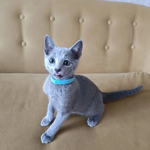 Russisch Blau Nachwuchs zu vergeben