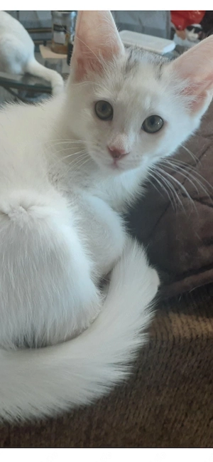 Süße katze abzugeben