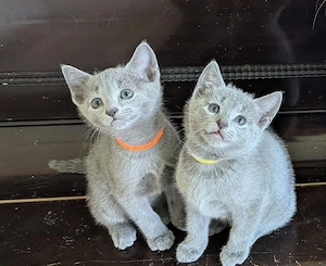 Familienfreundliche Russisch Blau Kitten