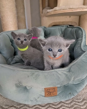 Perfekte Familienkatzen   Russisch Blau