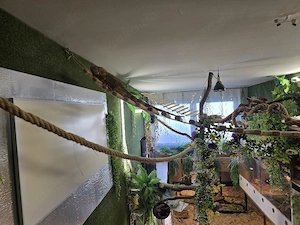 Tierabgabe Reptilien ? Bitte lesen....