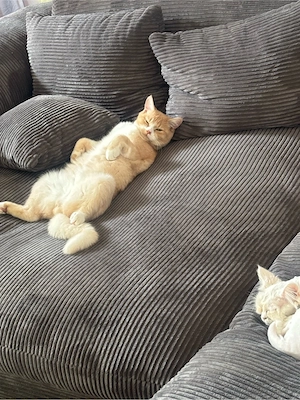 Britisch kurzhaar Kater Bild 4